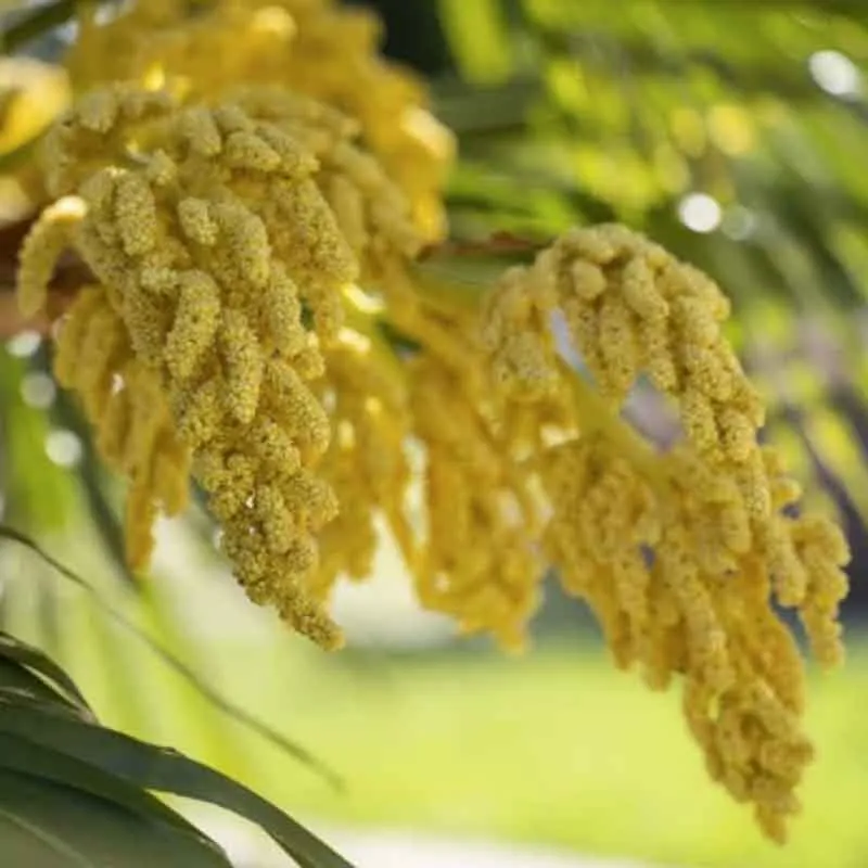 Phoenix Dactylifera palmzaden (echte dadel palm)
