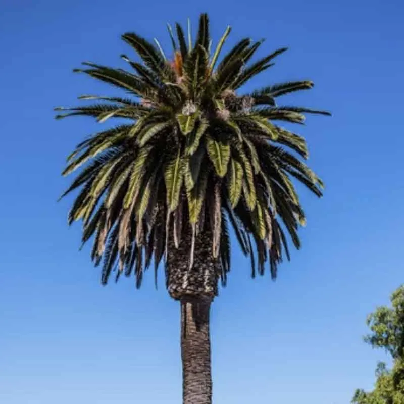 Phoenix Canariensis palmzaden (Canarische dadel palm)