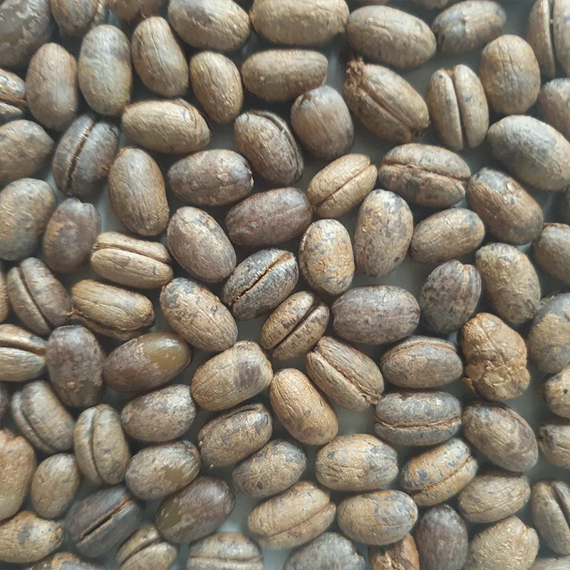Veder palmbomen zaden mix