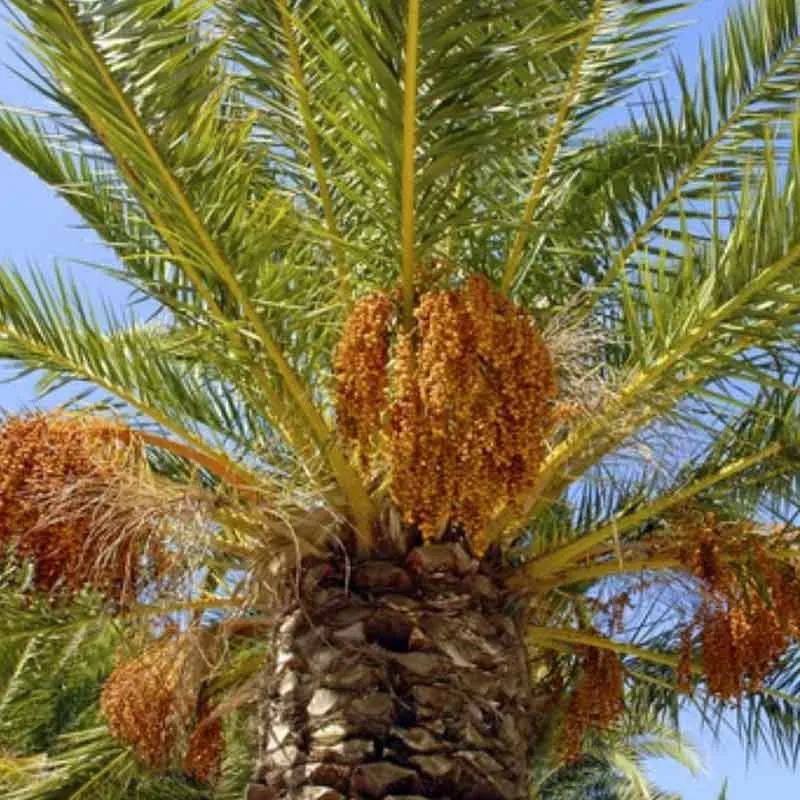 Phoenix Canariensis palmzaden (Canarische dadel palm)