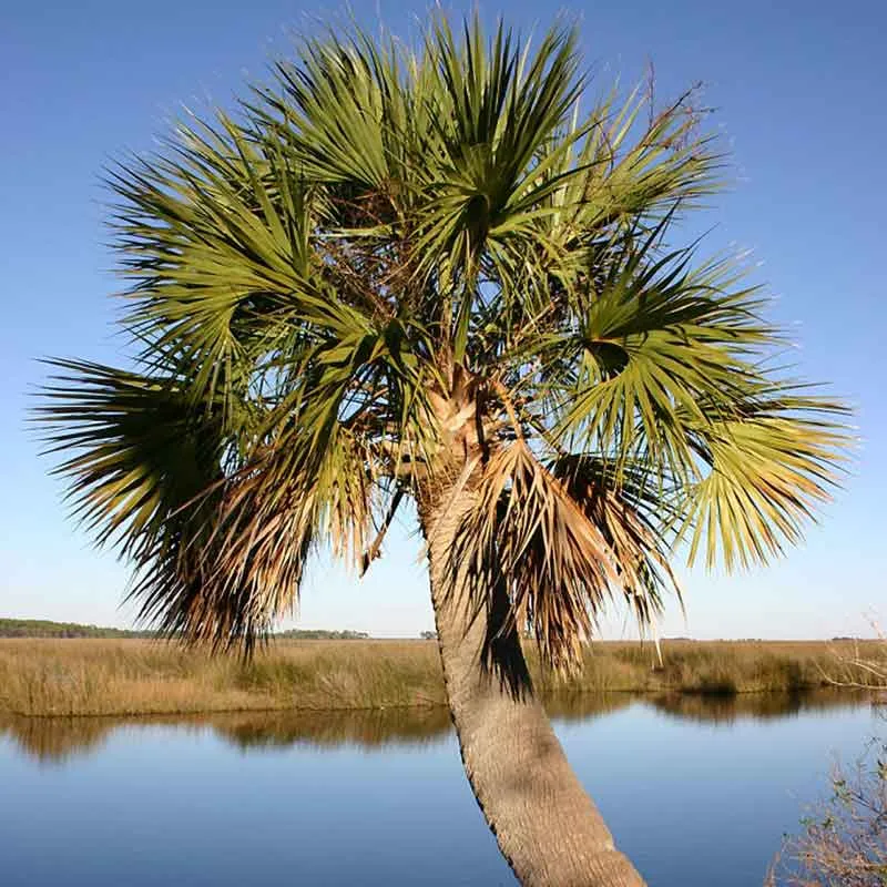 Sabal Palmetto palmzaden (Cabbage palm)