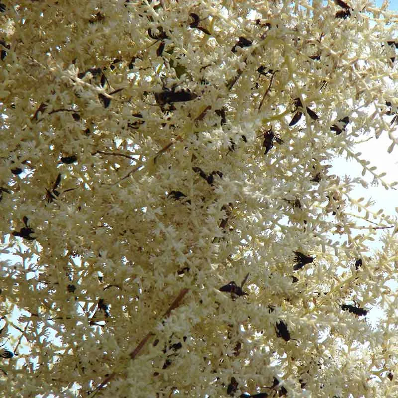 Sabal Palmetto palmzaden (Cabbage palm)