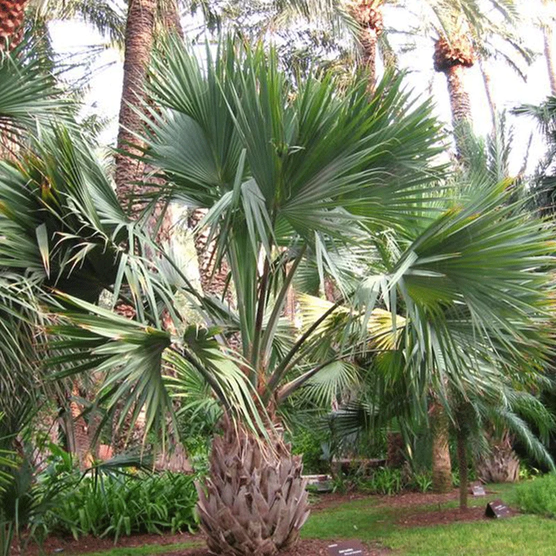 Sabal Minor palmzaden (Dwerg palm)