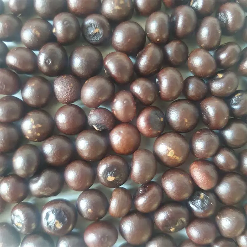 Sabal Minor palmzaden (Dwerg palm)