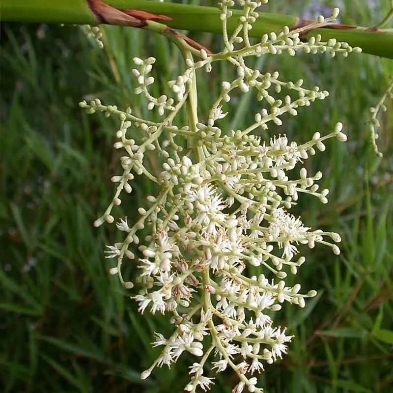 Sabal Minor palmzaden (Dwerg palm)