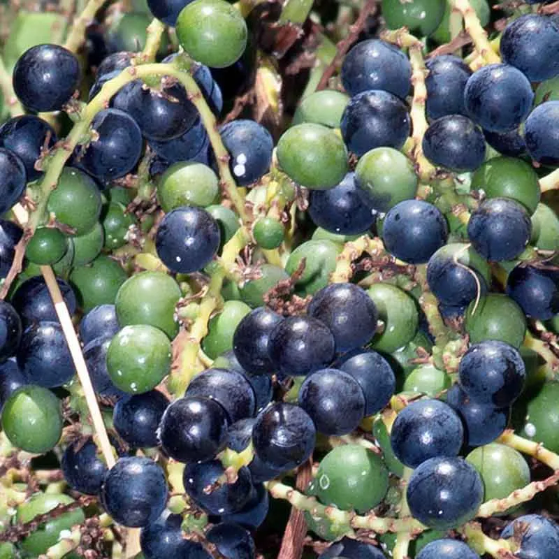 Sabal Minor palmzaden (Dwerg palm)