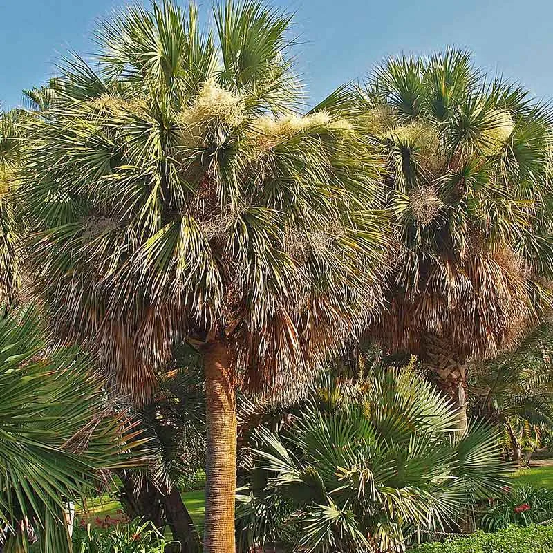 Sabal Mexicana palmzaden (Mexicaanse palm)