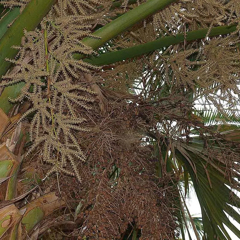 Sabal Mexicana palmzaden (Mexicaanse palm)