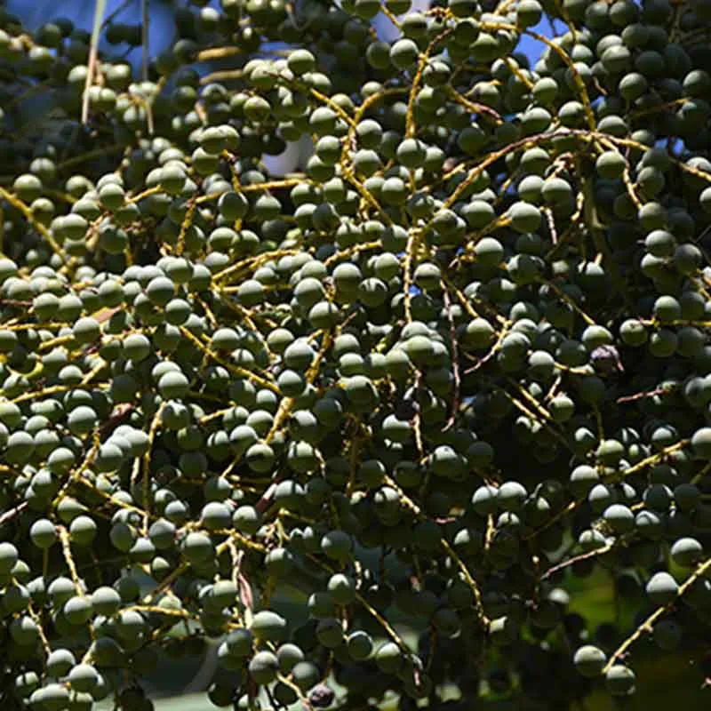 Sabal Mexicana palmzaden (Mexicaanse palm)