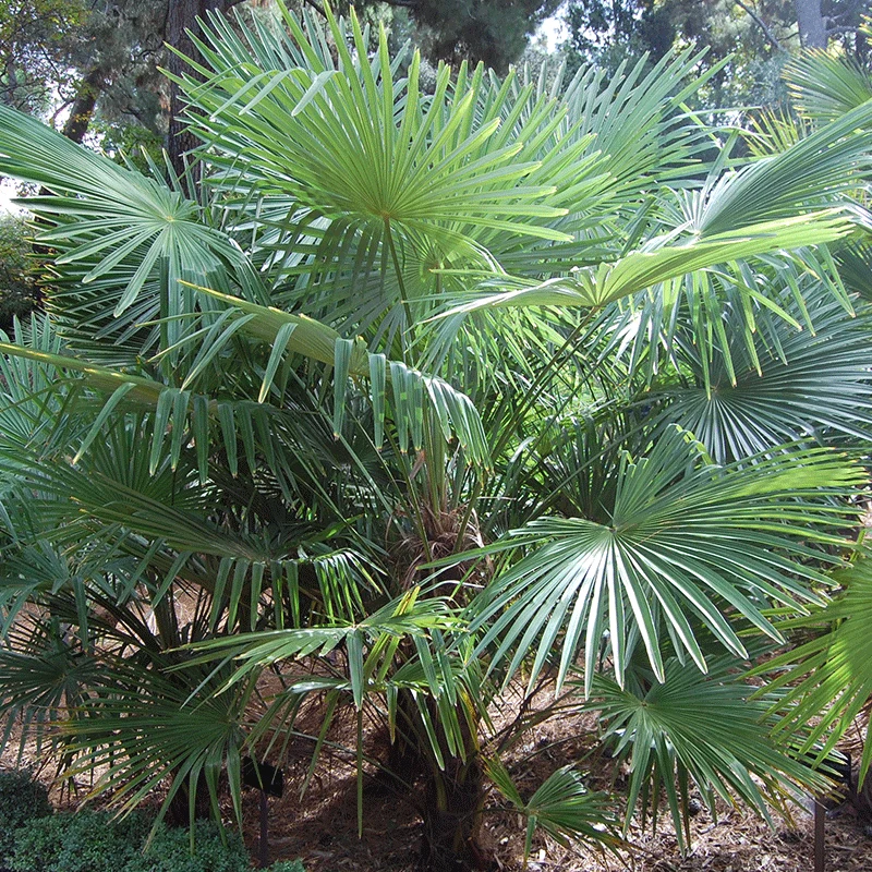 Winterharde palm zaden mix