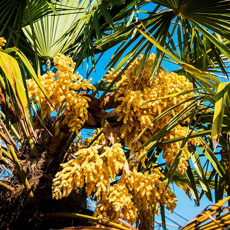 Trachycarpus Takil palmzaden (Kumaon palm)