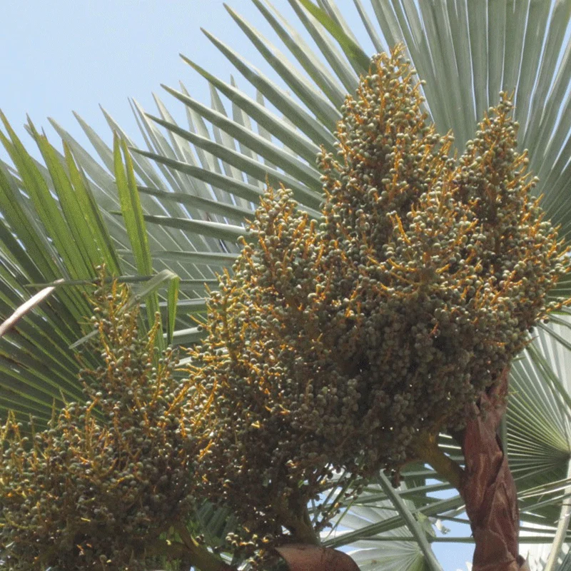 Trachycarpus Takil palmzaden (Kumaon palm)