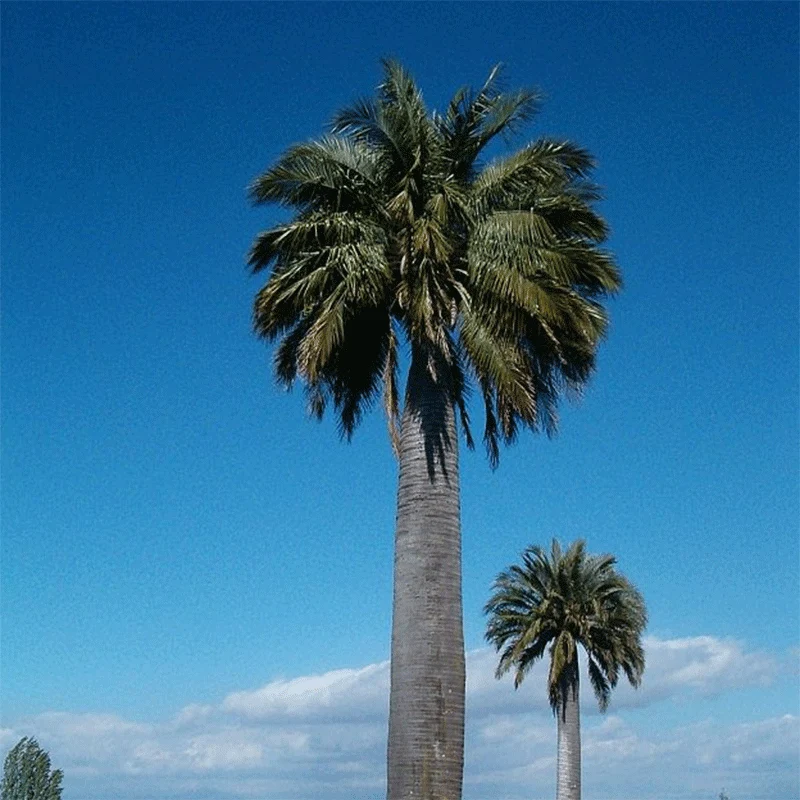 Jubaea Chilensis palmzaden (Chileense wijn palm) - winterhard