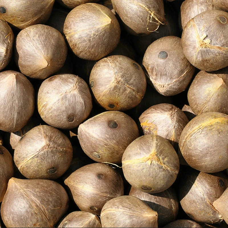 Veder palmbomen zaden mix