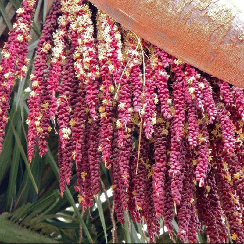 Jubaea Chilensis palmzaden (Chileense wijn palm) - winterhard