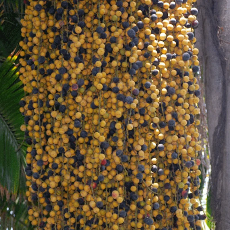 Jubaea Chilensis palmzaden (Chileense wijn palm) - winterhard