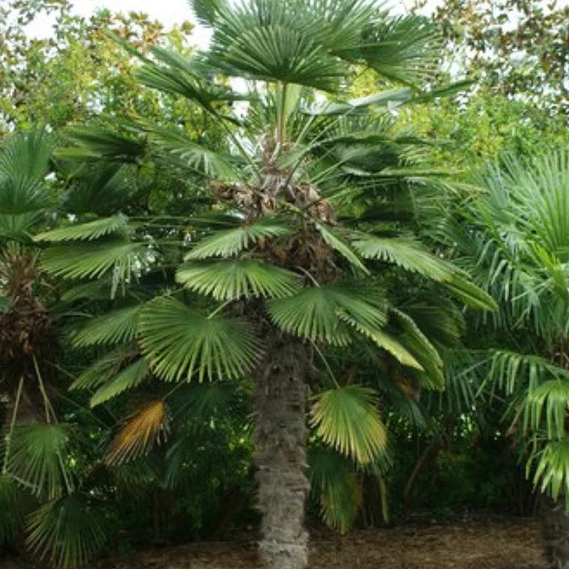 Trachycarpus Wagnerianus palmzaden (Wagnerpalm)
