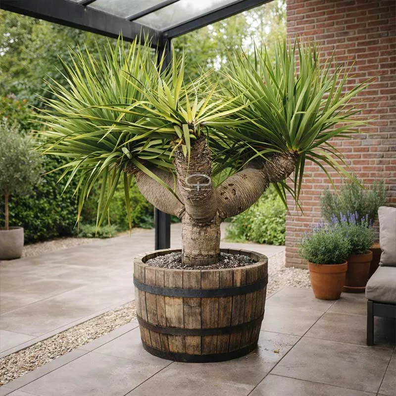 Drakenbloedboom zaden (Dracaena Draco)