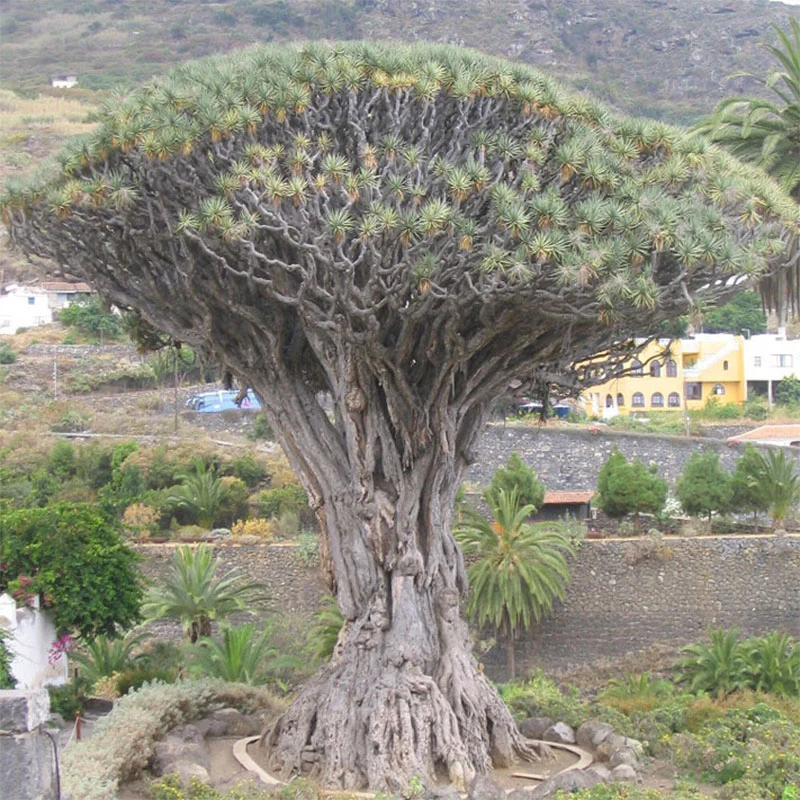 Drakenbloedboom zaden (Dracaena Draco)