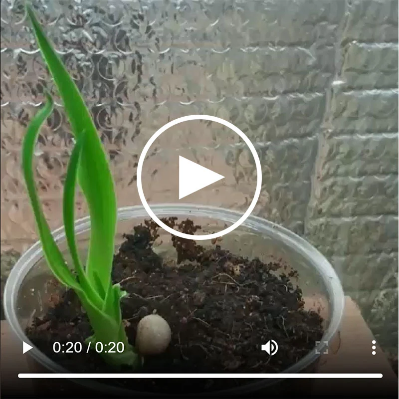 Drakenbloedboom zaden (Dracaena Draco)