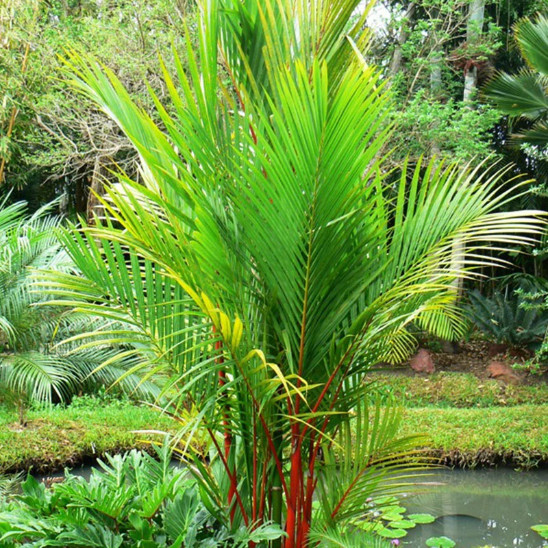 Tropische palm zaden mix
