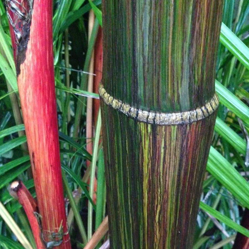 Lip stick palm palmzaden (cyrtostachys renda)