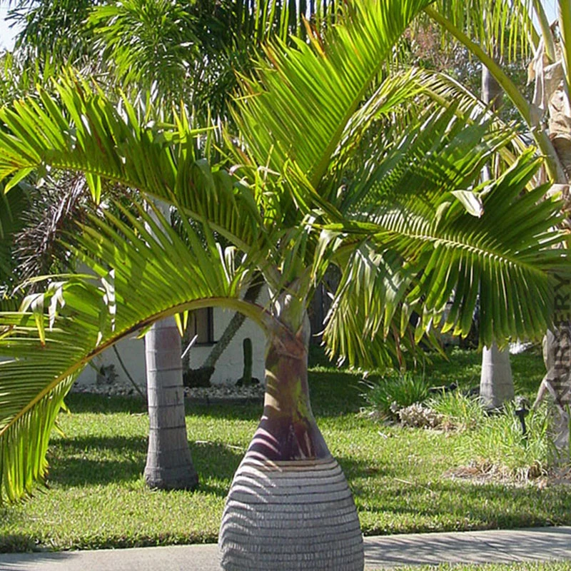 Tropische palm zaden mix