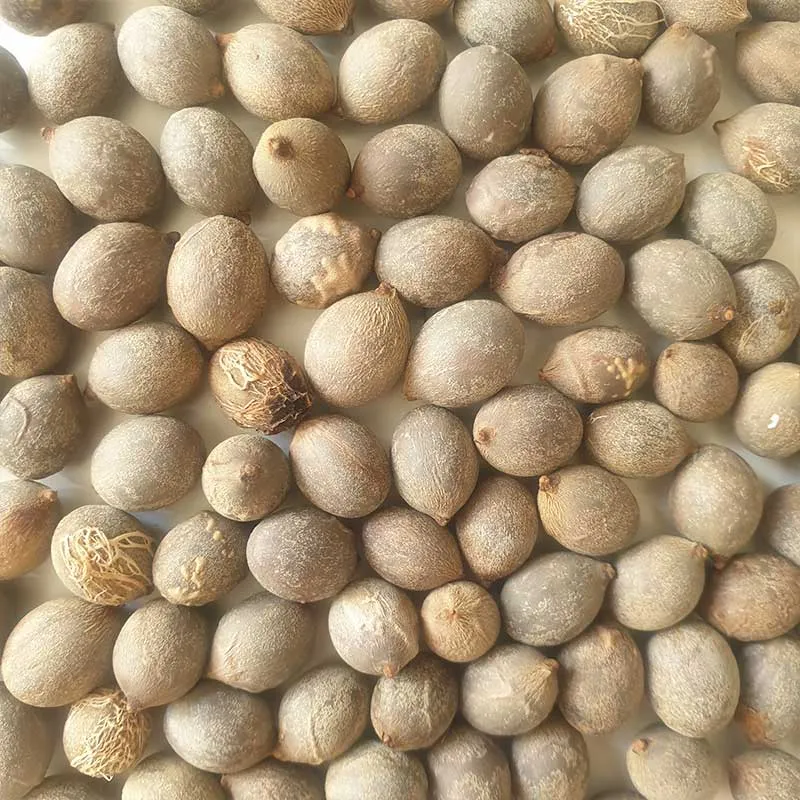 Tropische palm zaden mix