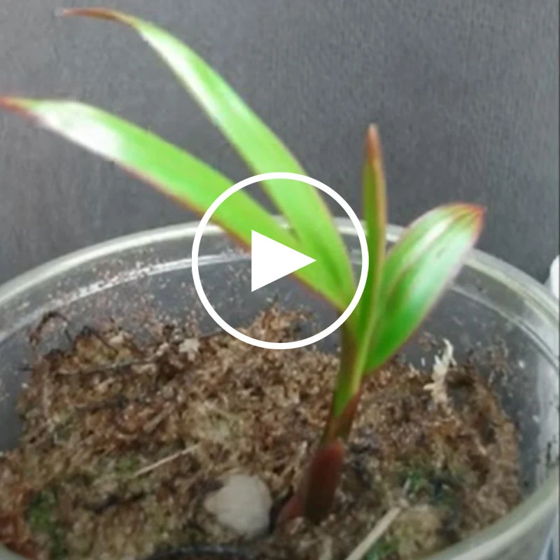 Bottle Palm palm zaden (hyophorbe lagenicaulis)