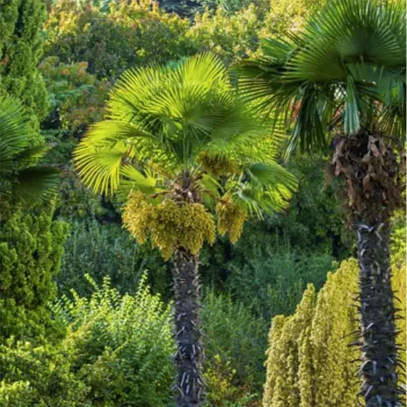 Trachycarpus Fortunei palmzaden (Chinese waaierpalm) - winterhard