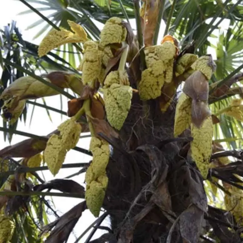 Trachycarpus Fortunei palmzaden (Chinese waaierpalm) - winterhard