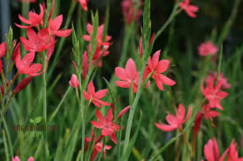 Schizostylis Coccinea Major Seeds - Vibrant Garden Flowers for Year-Round Beauty | Premium Gardening Seeds