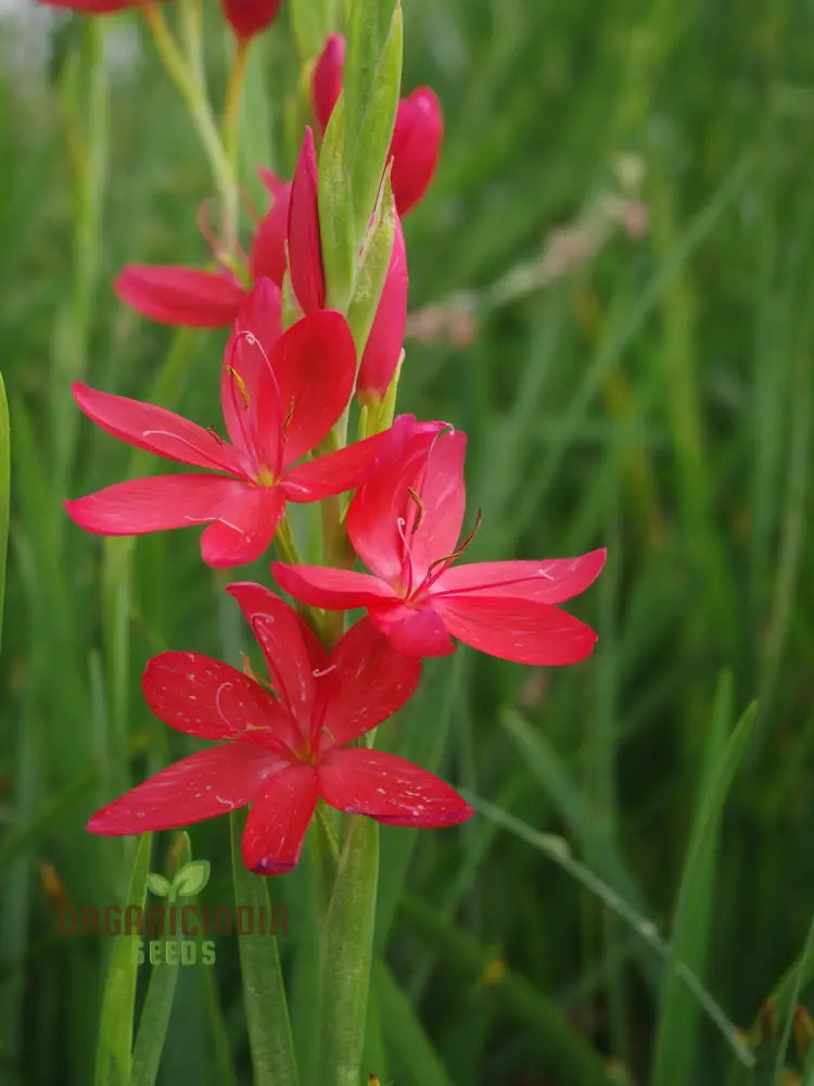 Schizostylis Coccinea Major Seeds - Vibrant Garden Flowers for Year-Round Beauty | Premium Gardening Seeds