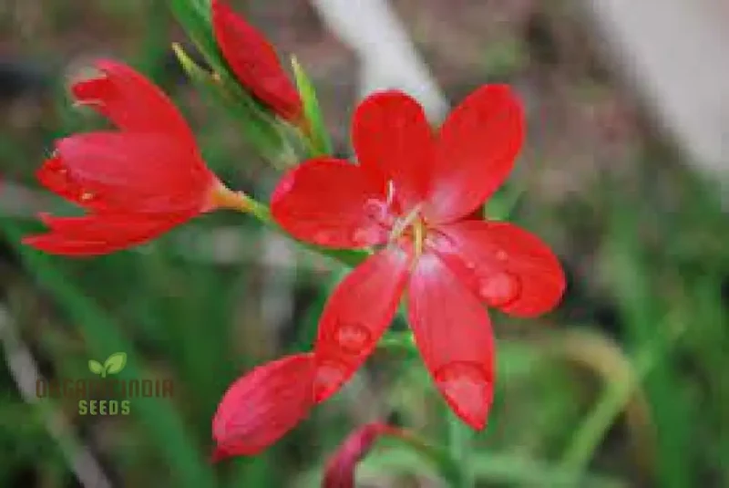 Schizostylis Coccinea Major Seeds - Vibrant Garden Flowers for Year-Round Beauty | Premium Gardening Seeds