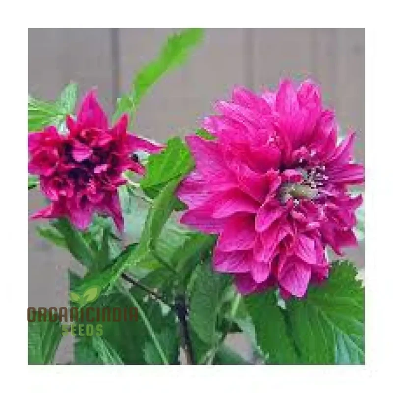Rubus Spectabilis Flore Plena Flower Seeds For Planting, Grow Stunning Double Flowered Salmon Berry