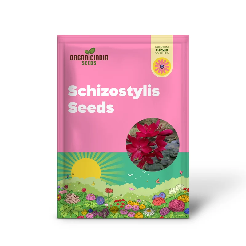 Schizostylis Coccinea 'Lipstick' Seeds for Gardening