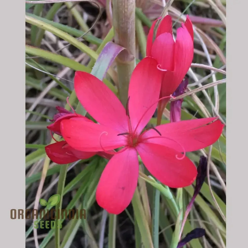 Schizostylis Coccinea 'Lipstick' Seeds for Gardening