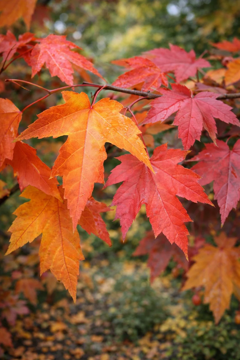 Érable de Freeman Sienna Glen® ( Acer × freemanii ‘Sienna’)