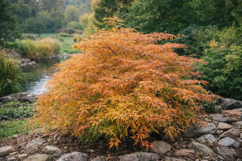Acer × pseudosieboldianum 'Ice Dragon'