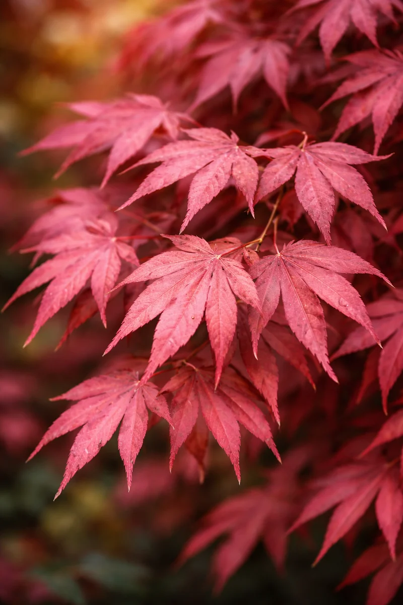 Acer palmatum 'Adrian's Compact'