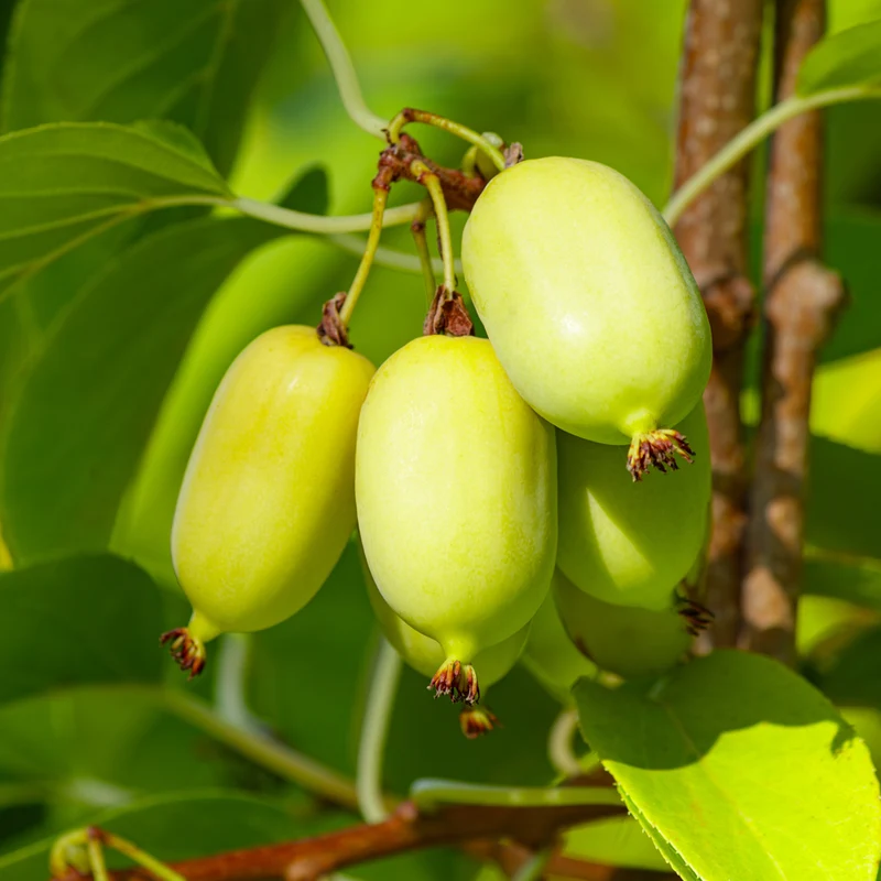 Kiwi rustique autofertile ‘Meader’ ( Actinidia arguta ‘Meader’)