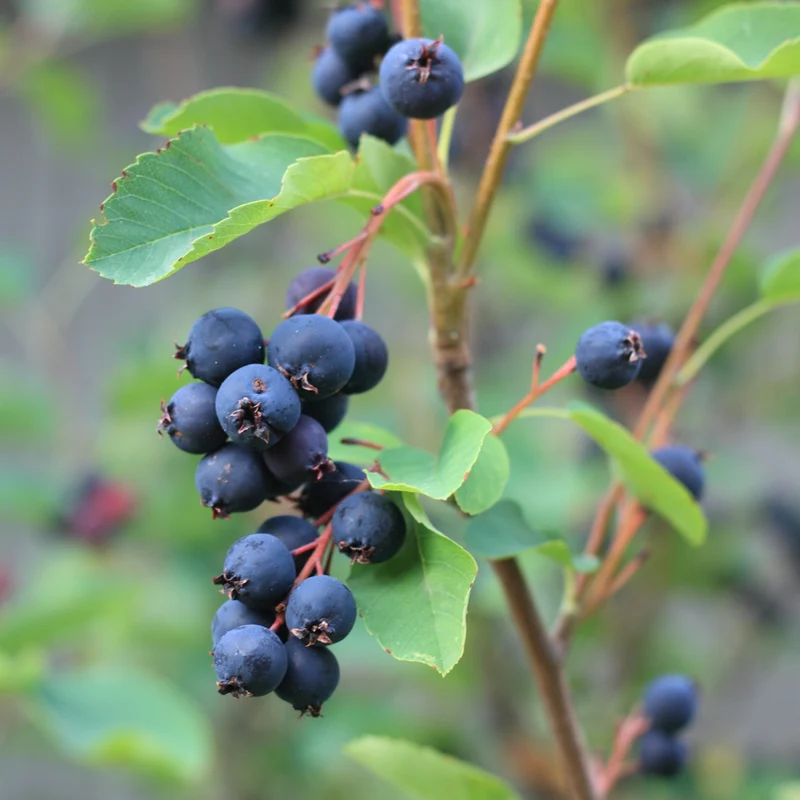 Petit poirier des haies ‘Isaac’ ( Amelanchier alnifolia ‘Isaac’)