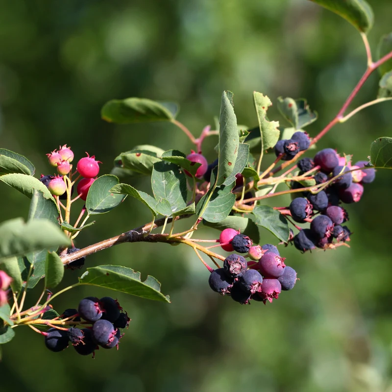 Petit poirier des haies ‘Thiessen’ ( Amelanchier alnifolia ‘Thiessen’)