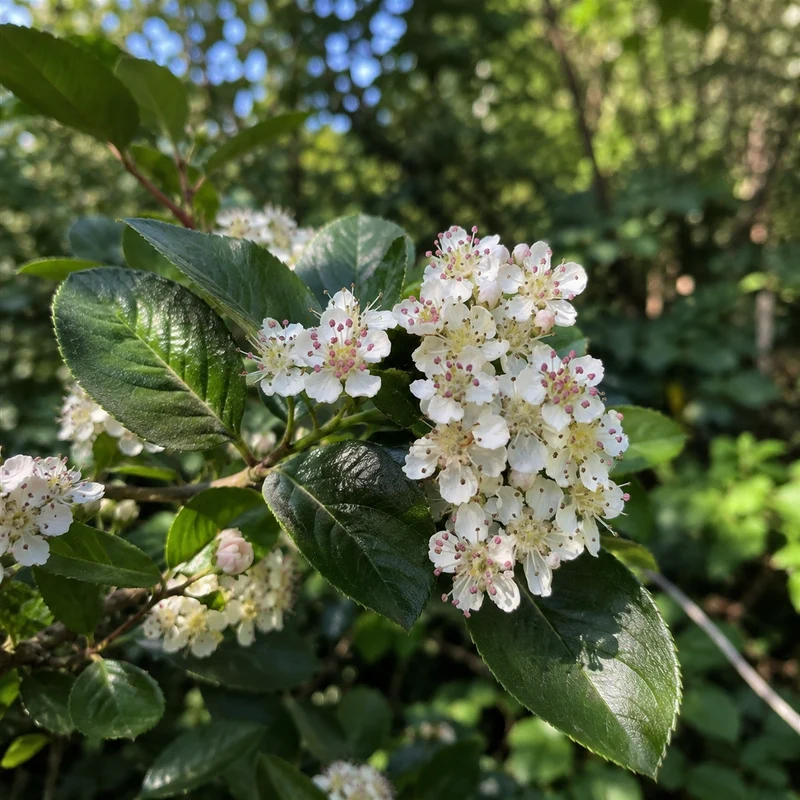 Aronie noire ‘Nero’ ( Aronia prunifolia ‘Nero’)