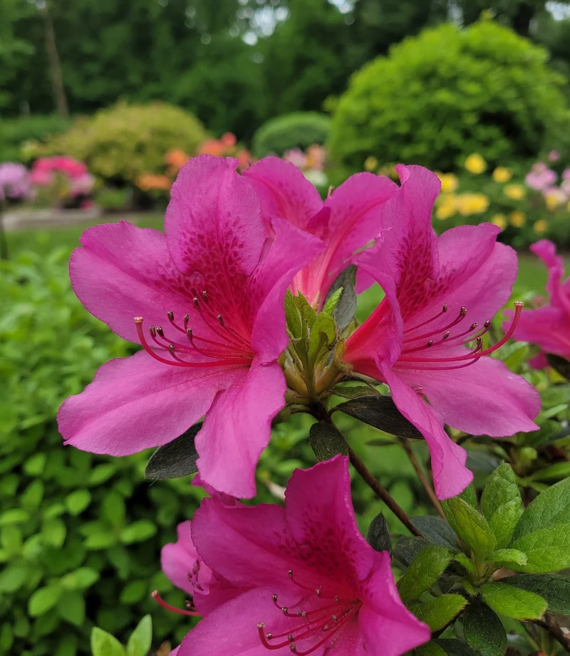 Azalée ‘Girard's Fuschia’ ( Rhododendron ‘Girard's Fuschia’)