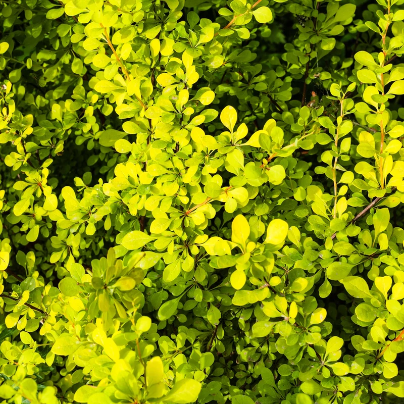 Épine-vinette du Japon ‘Aurea Nana’ ( Berberis thunbergii ‘Aurea Nana’)