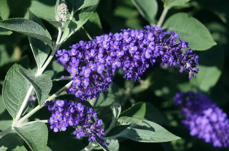 Arbre aux papillons ‘Blue Heaven’ ( Buddleja ‘Blue Heaven’)