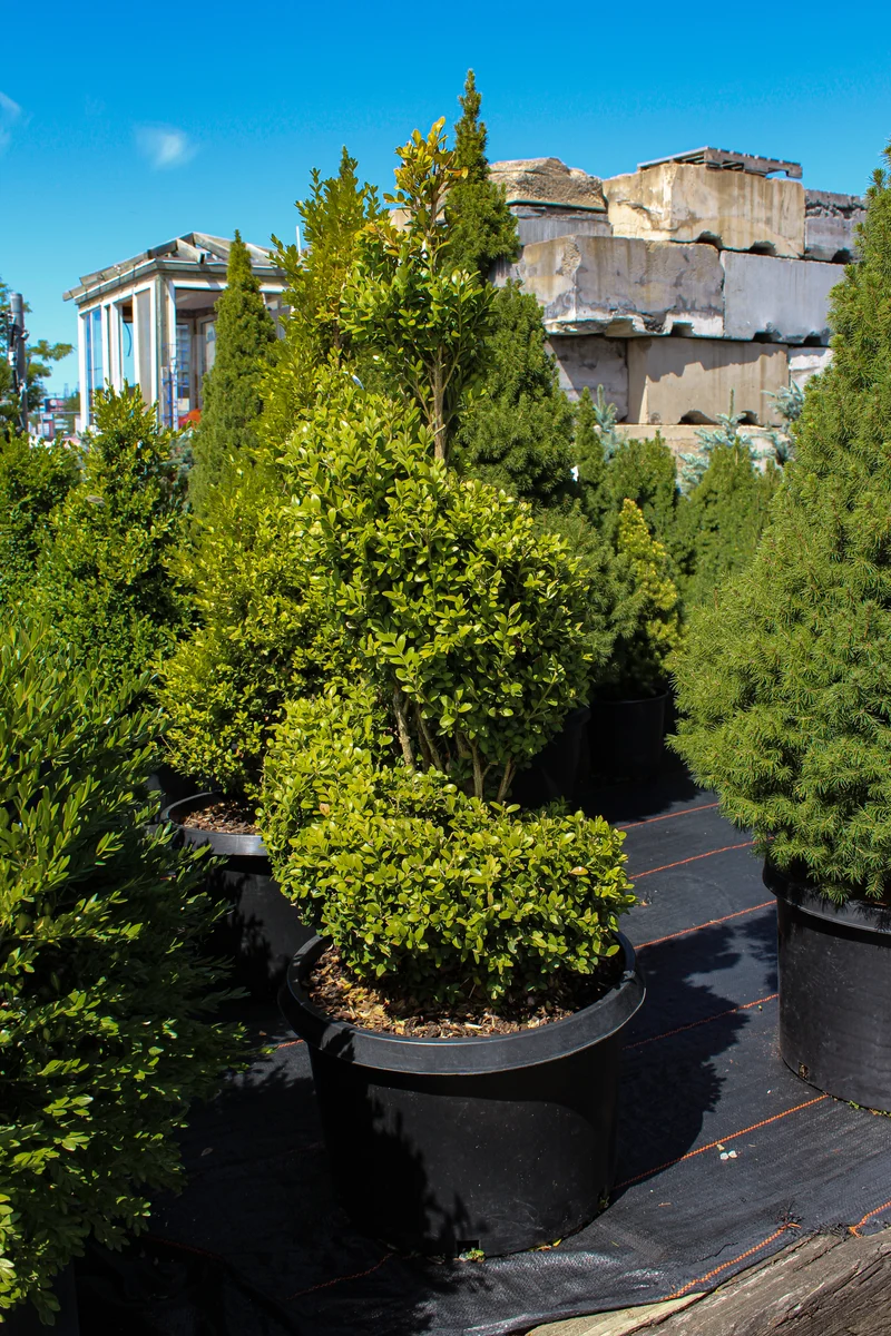 Buis ‘Green Mountain Spiral’ ( Buxus × ‘Green Mountain Spiral’)