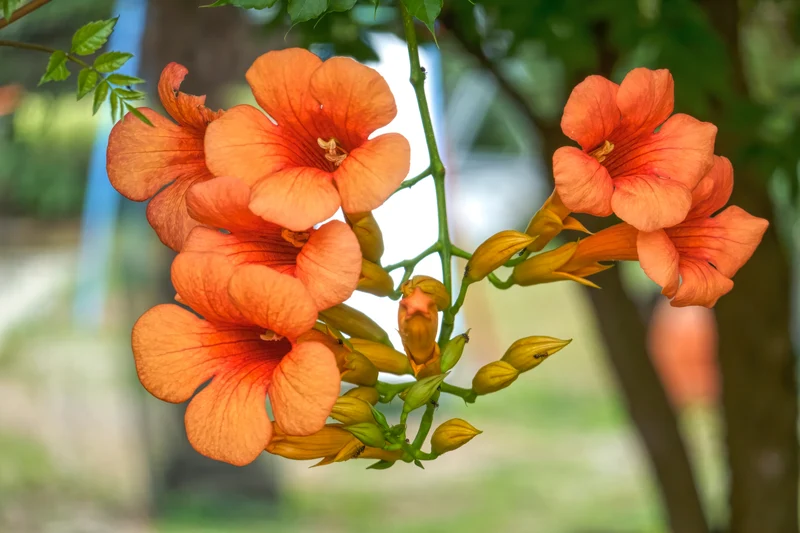Bignone ‘Indian Summer’ ( Campsis radicans ‘Indian Summer’)