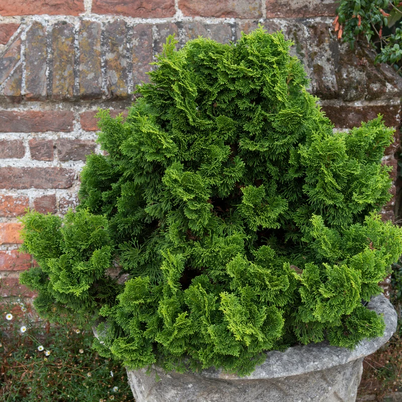 Cyprès hinoki ‘Nana’ ( Chamaecyparis obtusa ‘Nana’)
